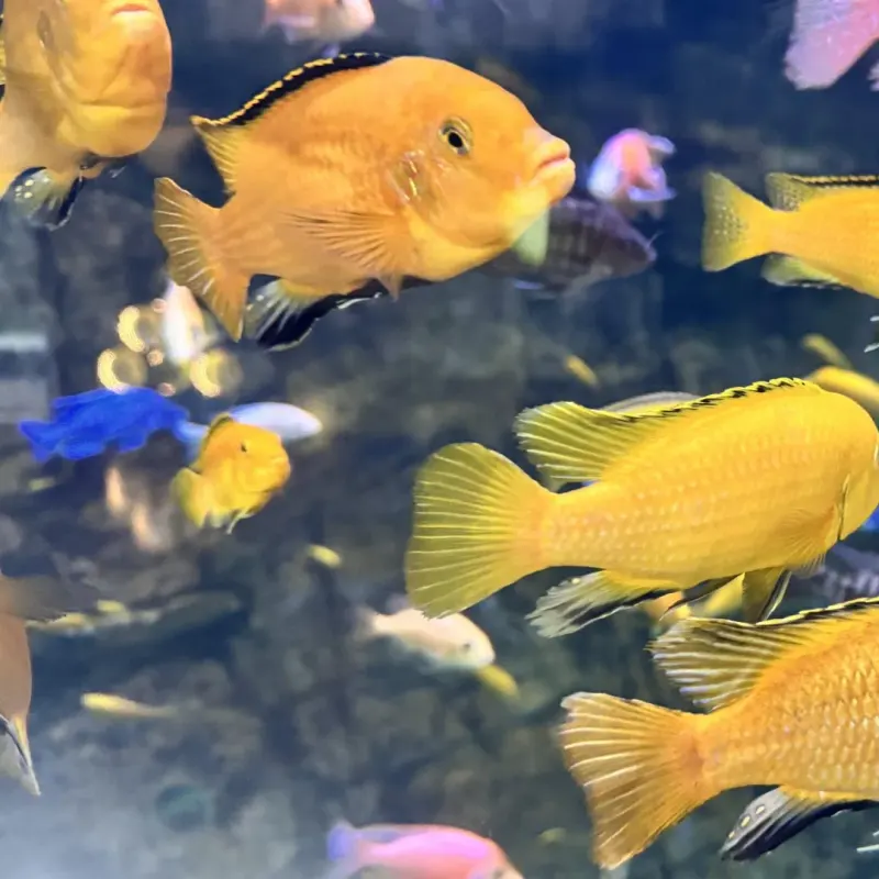 Bright yellow and orange tropical fish swimming together